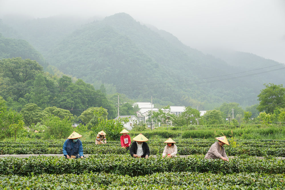 安徽省金寨县大湾村村民在生态茶园采摘茶叶（2022年5月11日摄）。新华社记者 杜宇 摄