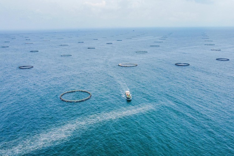 广东阳江市大镬岛深海网箱养殖基地，100多口周长60米的大网箱镶嵌在蔚蓝的大海上，蔚为壮观。吕华当摄.png