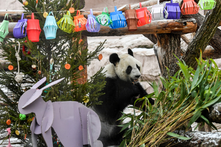 在俄罗斯莫斯科动物园，大熊猫“丁丁”在玩耍。新华社记者曹阳摄