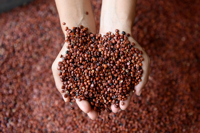 4月20日10版 酸枣仁1_副本.jpg